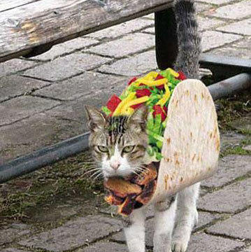 Taco Cat