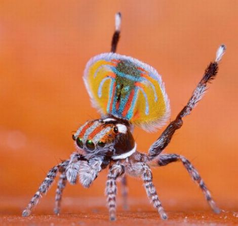 greek spider